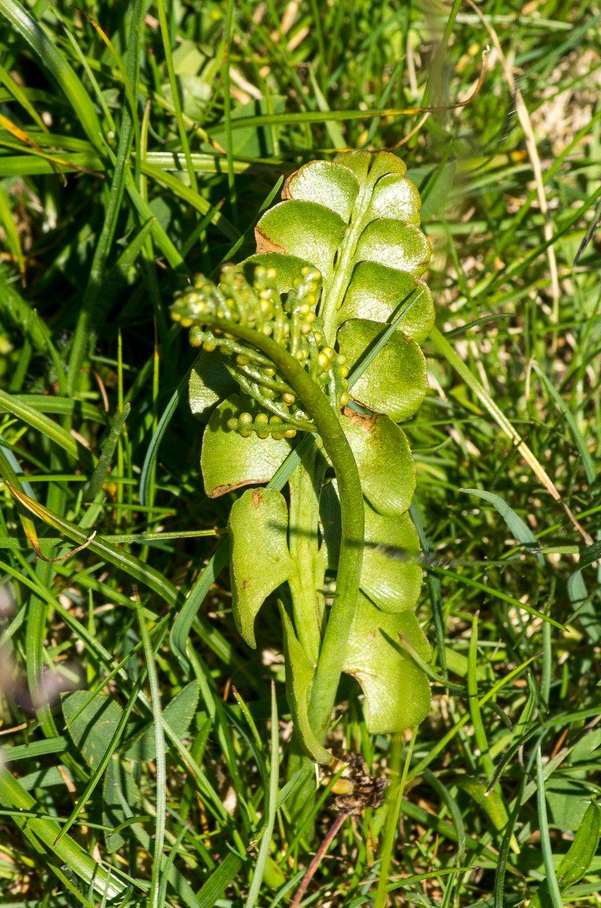 Botryche lunaire dans un sous-bois naturel avec ses frondes en forme de croissant gris-vert