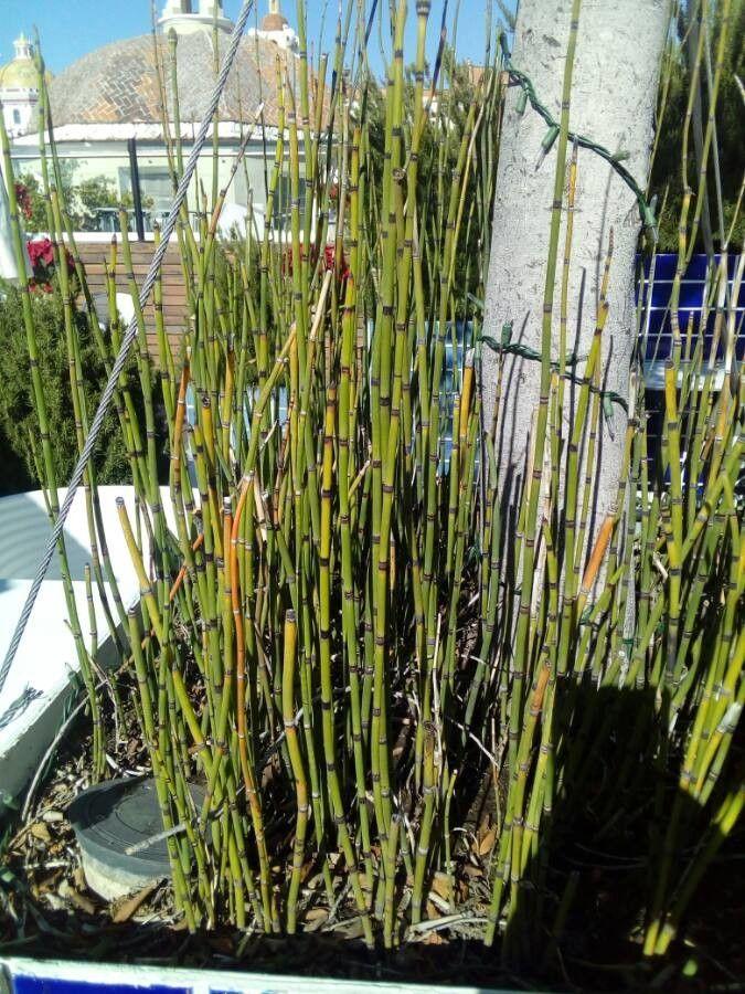 Aufrechte, dunkelgrüne Stängel des Winter-Schachtelhalms in einem feuchten Beet neben Farnen und Sauerampfer.