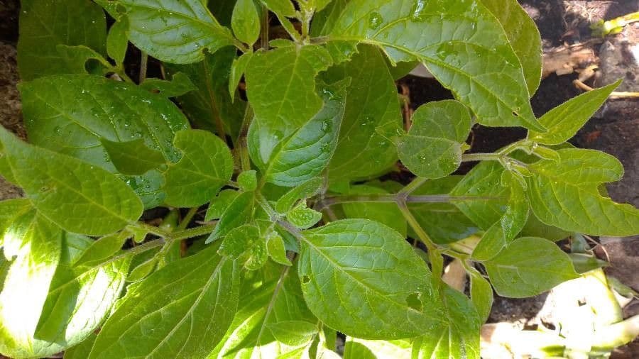 Fleur et feuille de Capsicum pubescens