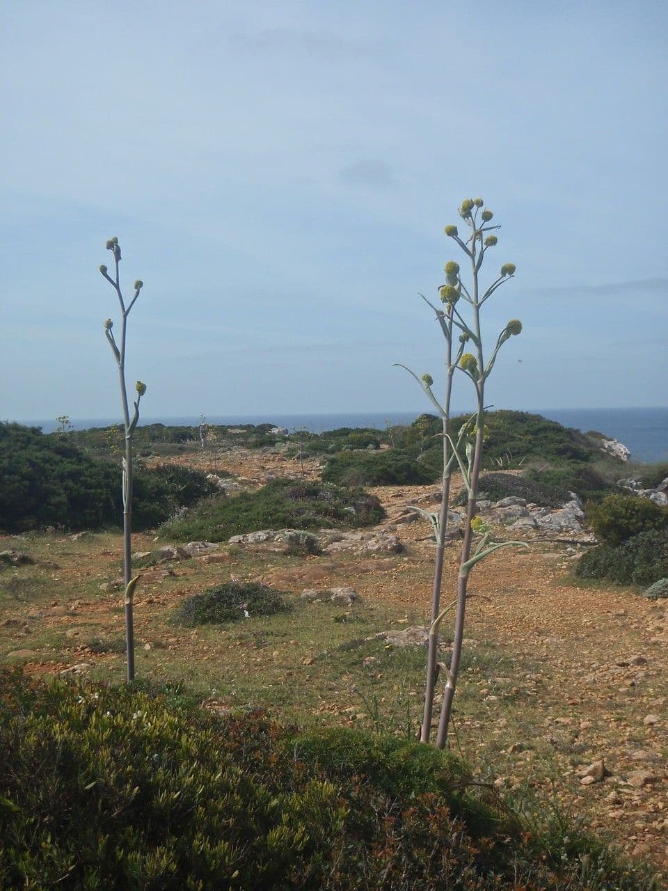 Ferula tingitana flower and foliage