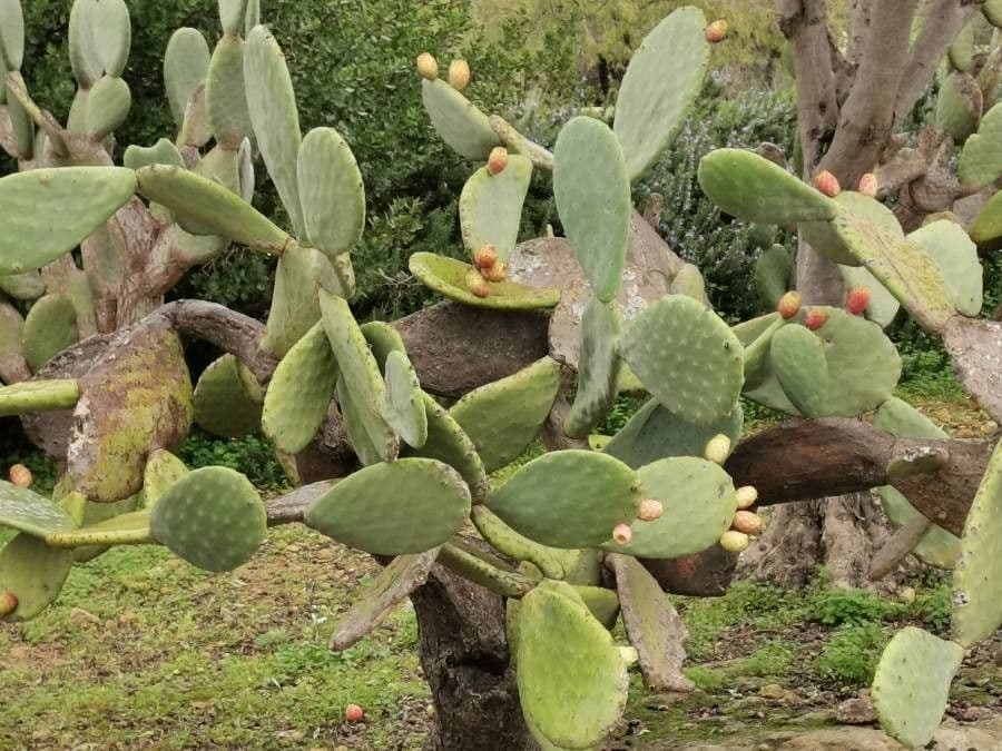 Opuntia ficus-indica with ripening orange fruits ready for harvest