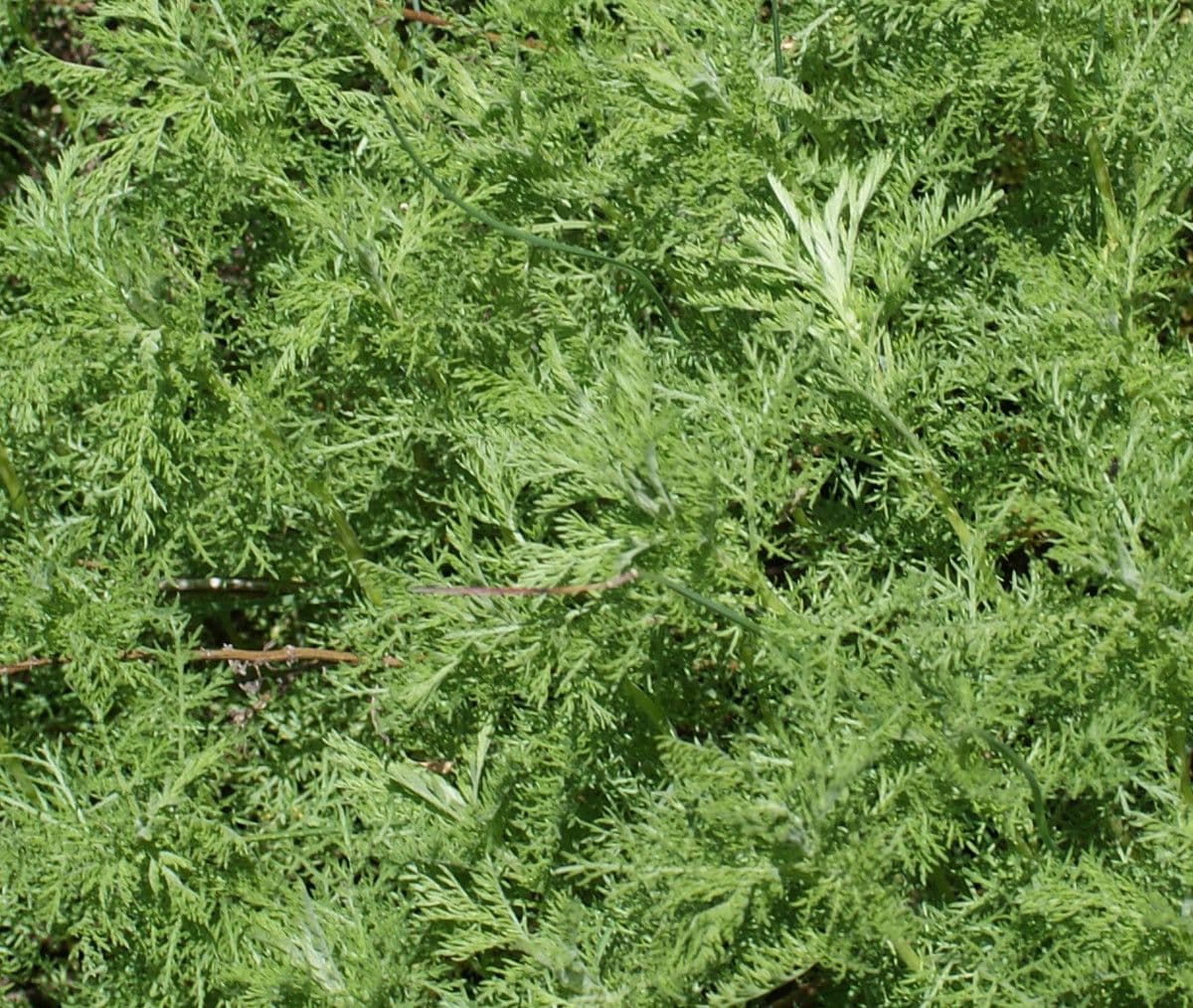 Artemisia alba white wormwood silvery foliage