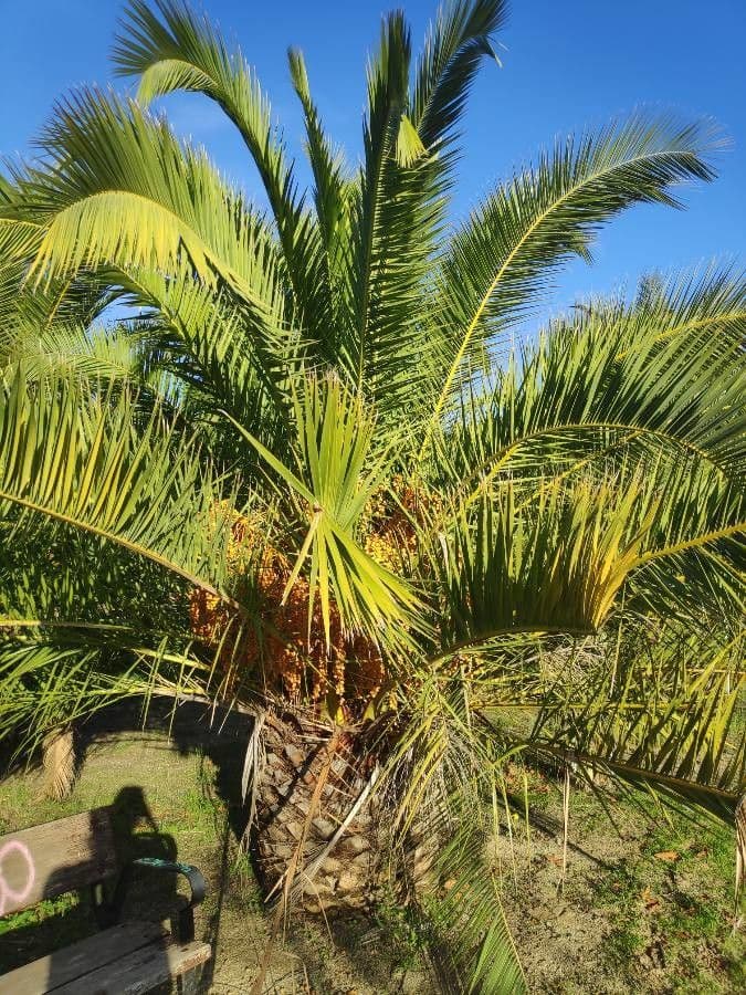 Majesteitische dadelpalm met karakteristieke gefronste bladeren