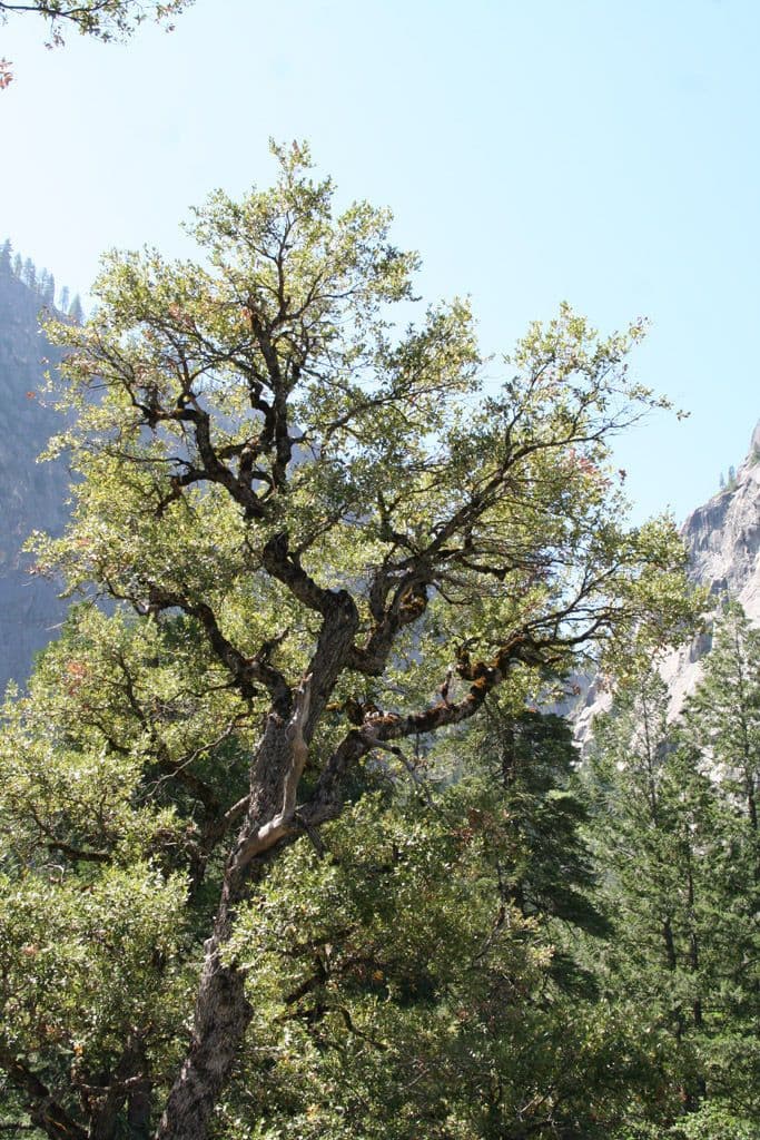 Canyon live oak Baum mit charakteristischen goldenen Blattknospen