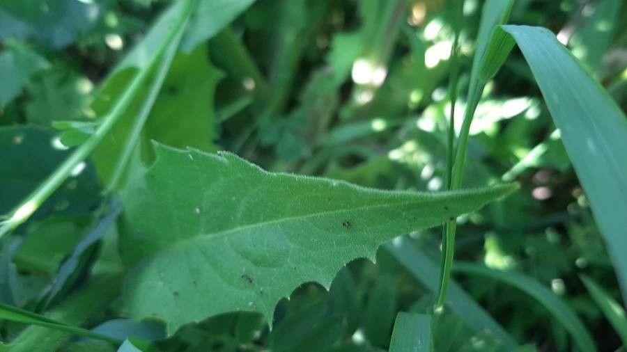 Fraai streepzaad in volle bloei op een licht beschaduwde plek tussen andere stinzenplanten