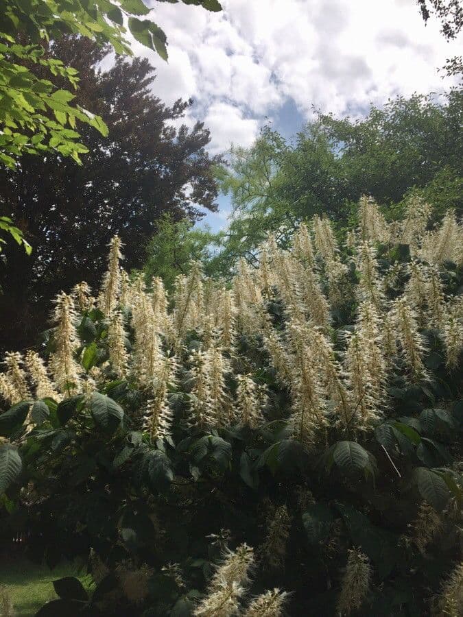 Aesculus parviflora in bloei met karakteristieke witte bloemen en rode staminodes