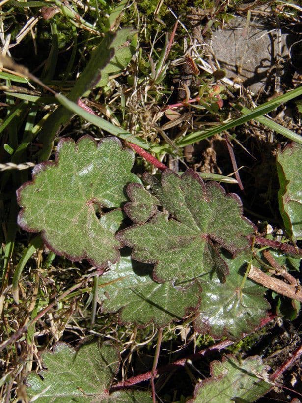 Sidalcea neomexicana mit zarten rosa Blutenstanden in einem sonnigen Staudenbeet