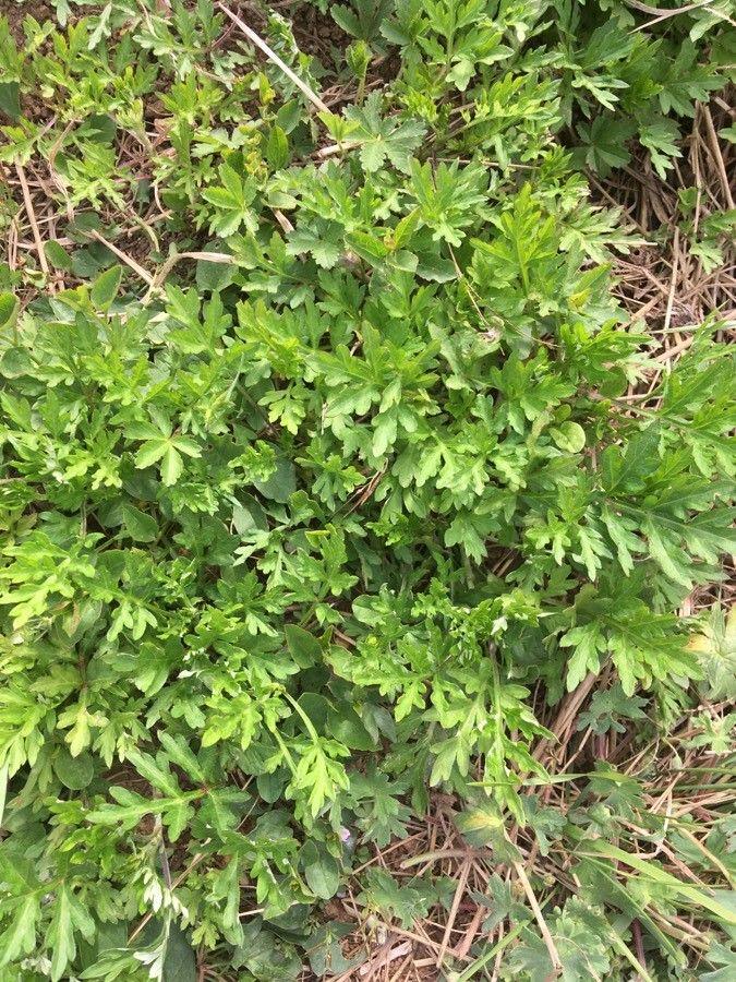 Armoise de Chine (Artemisia verlotiorum) en pleine floraison dans une bordure ensoleillée, avec des fleurs pourpres et un feuillage argenté