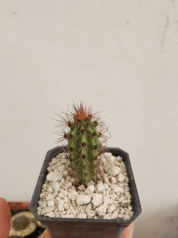 Stenocereus thurberi organ-pipe cactus