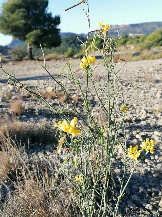 Gelbe Schmetterlingsbluten der binsenformigen Kronwicke (Coronilla juncea) an schlanken grunen Stangeln in der Garrigue