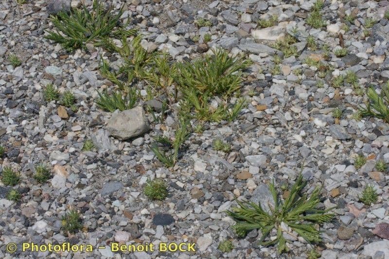Sclerochloa dur en environnement naturel