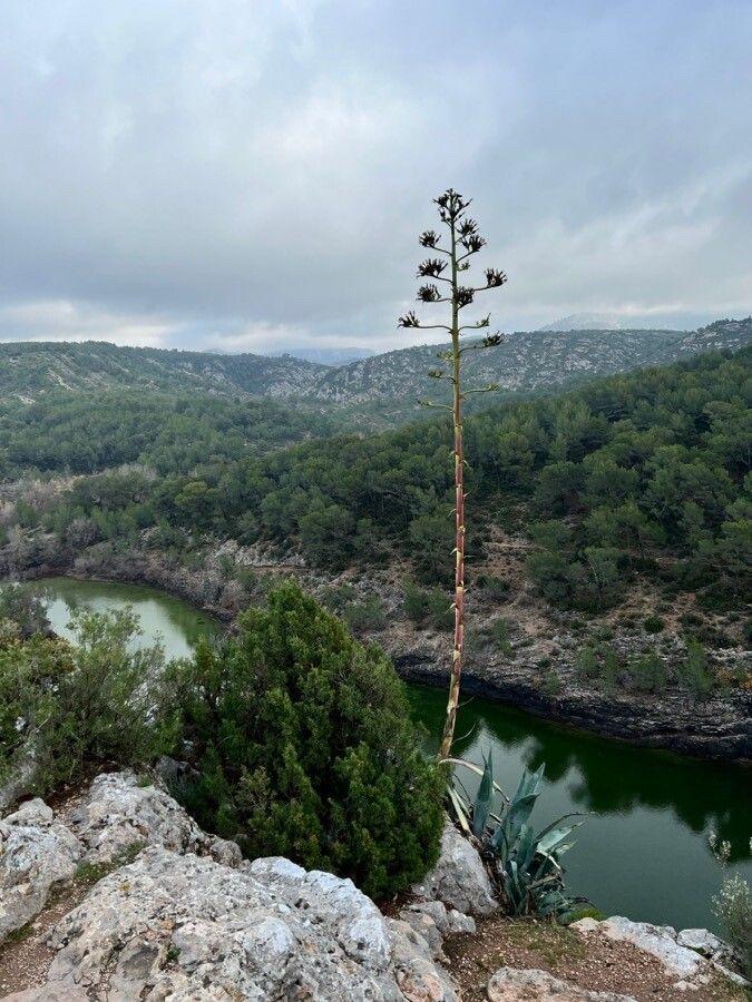 Agave sisalana en pleine croissance dans un jardin méditerranéen