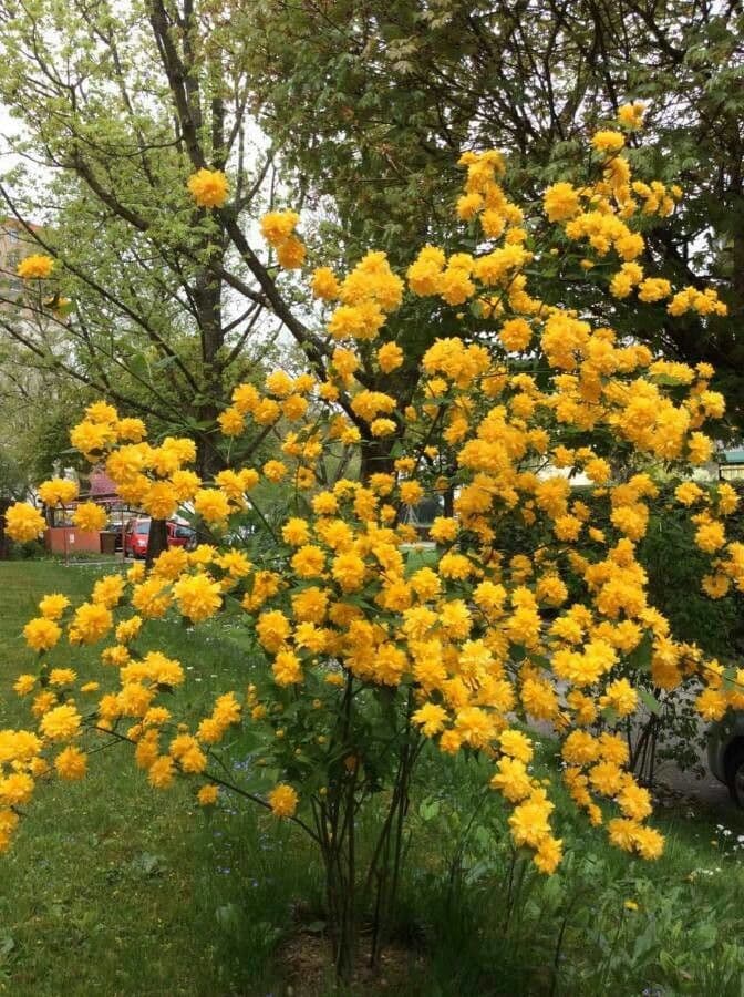 Kerria japonica mit goldgelben halbgefüllten Blüten
