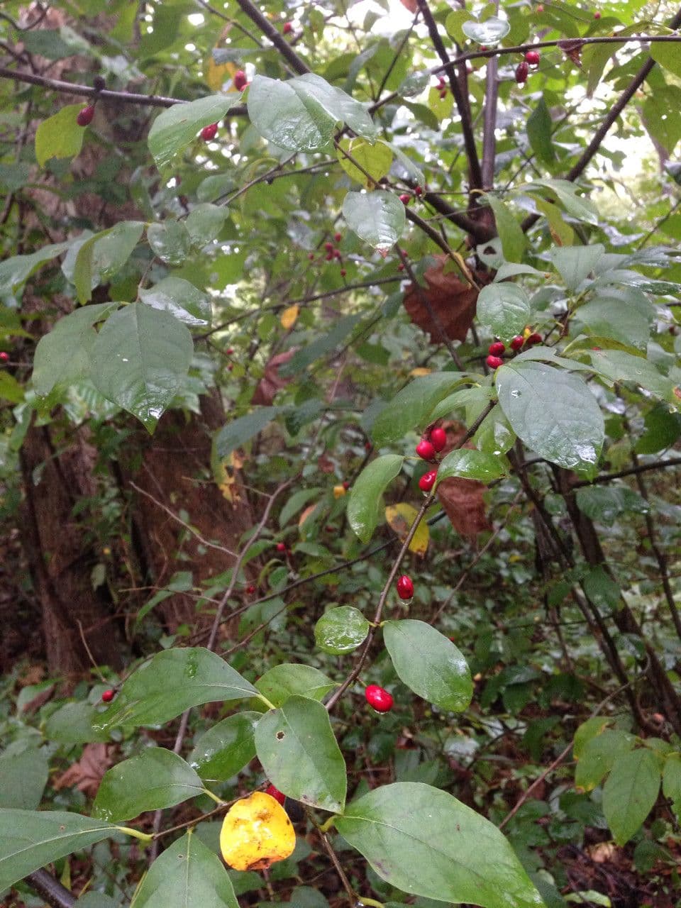 Lindera benzoin shrub with yellow autumn foliage and red berries
