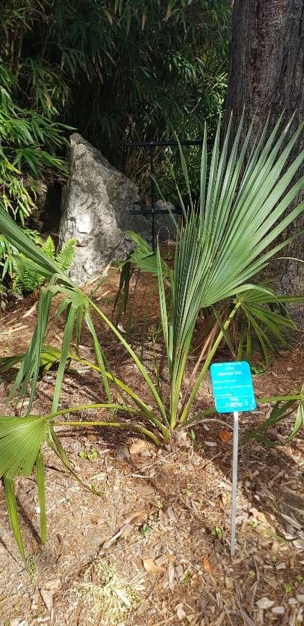 Texas palmetto palm with large fan-shaped leaves