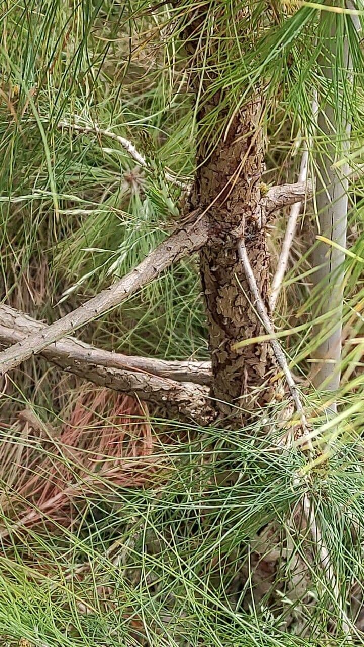 Feine Nadeln von Pinus leiophylla mit charakteristischer Baumstruktur