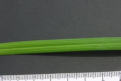 Short's sedge with green spikelets in late summer