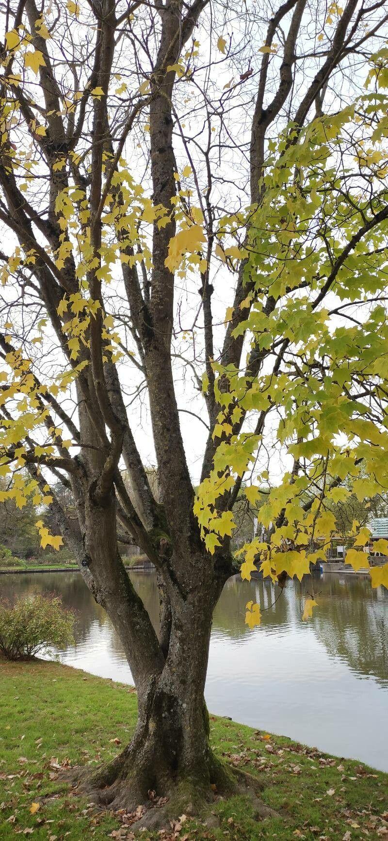 Kolchischer Ahorn mit hängenden gelben Blüten und frischgrünen Blättern in einem halbschattigen Gartenbereich
