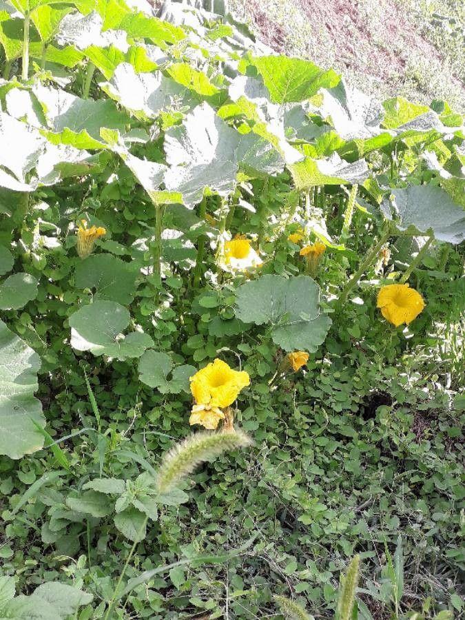 Ausgewachsener Riesenkürbis in einem sonnigen Herbstgarten mit üppigen Ranken und orangefarbenen Früchten auf der Erde.