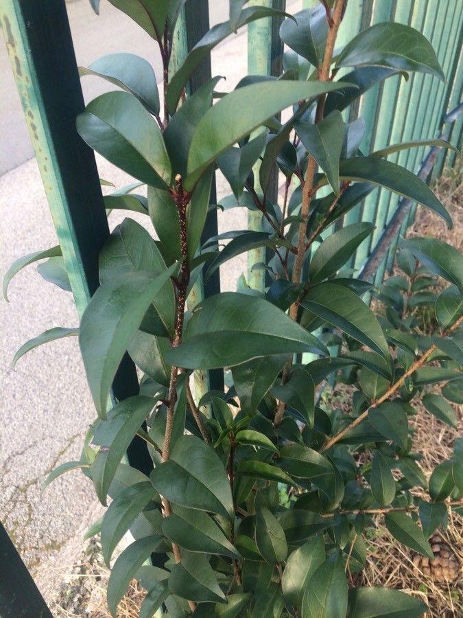 Glanzende bladeren en witte bloemtrossen van Chinese privet in volle groei