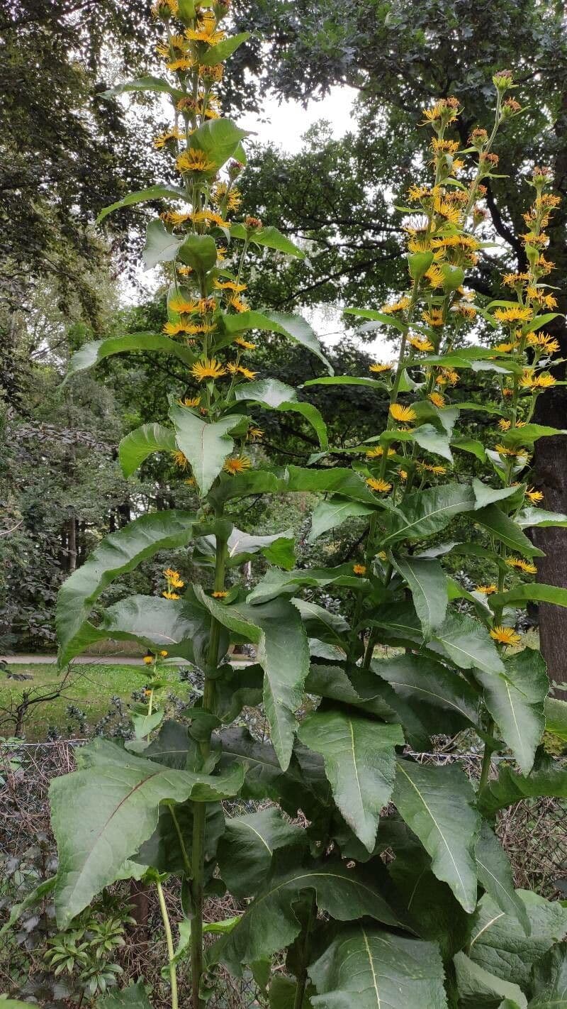 Trosalant plant met gele bloemen in trossen