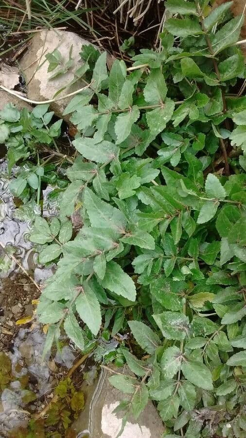 Apium nodiflorum thriving in wet marshy habitat
