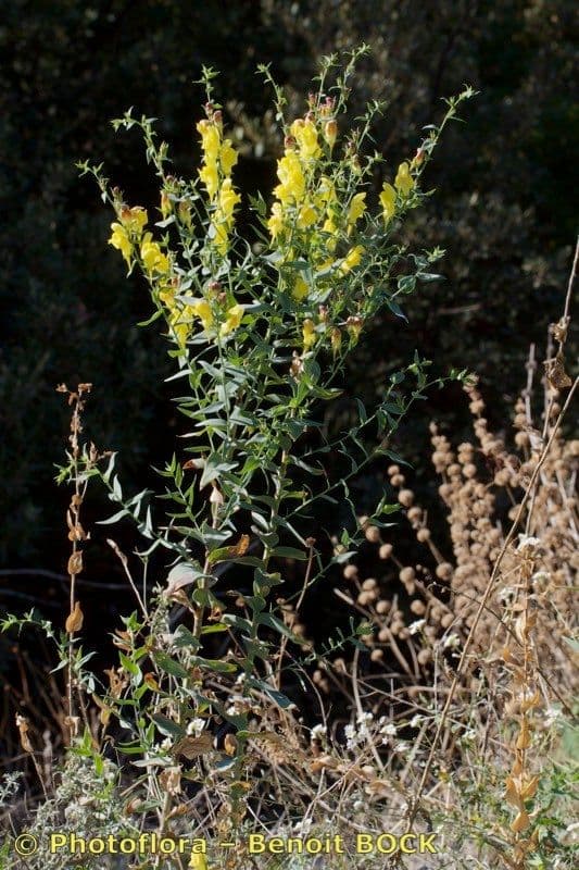 Gelbe Blüten des Ginster-Leinkrauts (Linaria genistifolia)