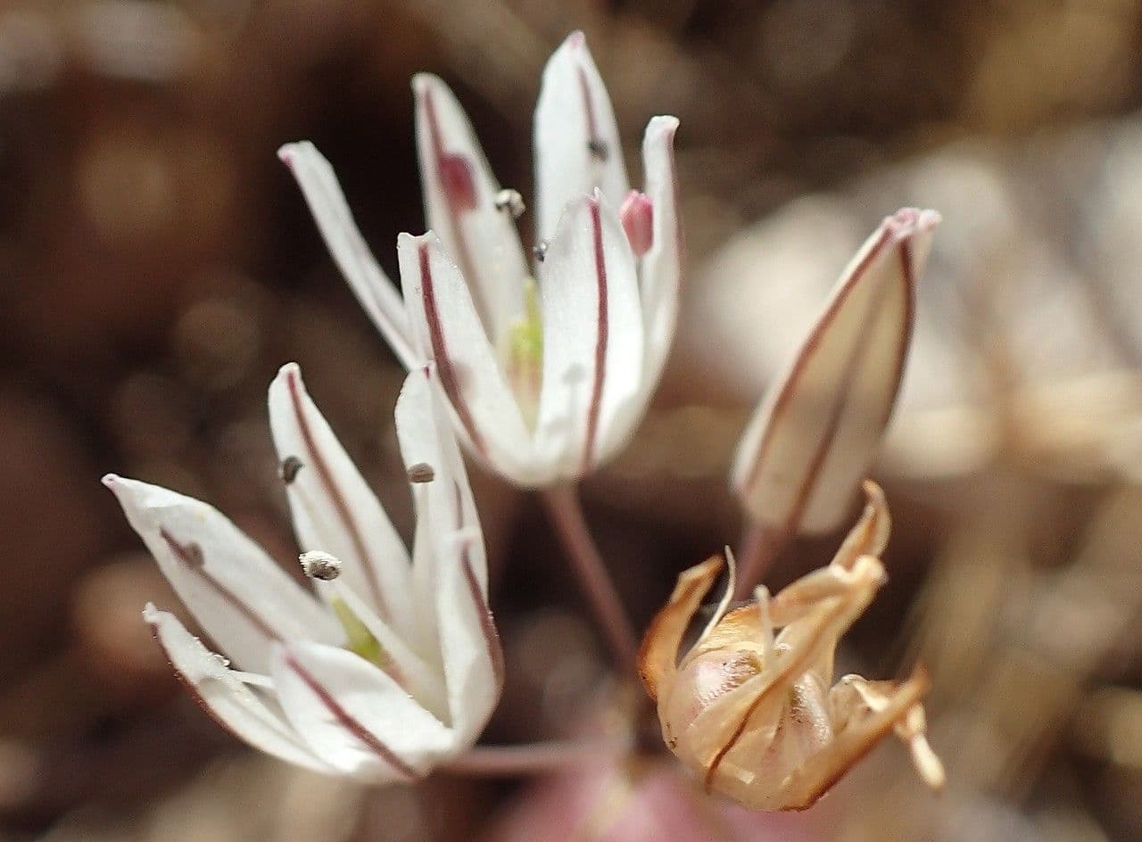 Ail musque (Allium moschatum) avec grappes florales roses delicates et arome musque
