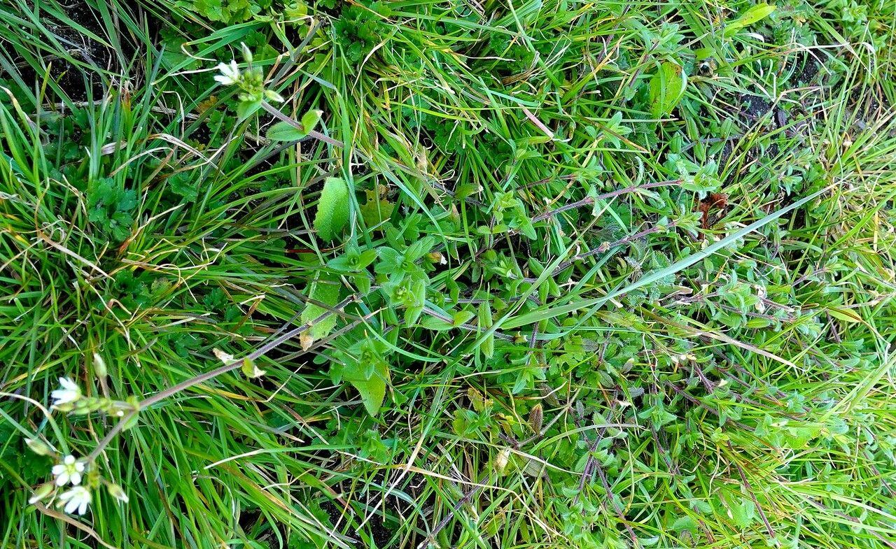 Céraiste commun en fleurs blanches dans un jardin en gravier