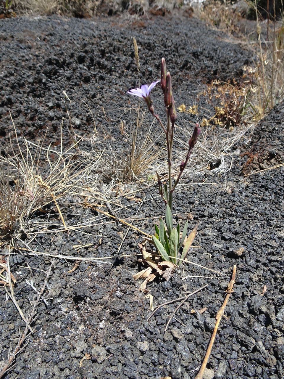 Plante de laitue sauvage avec fleurs jaunes