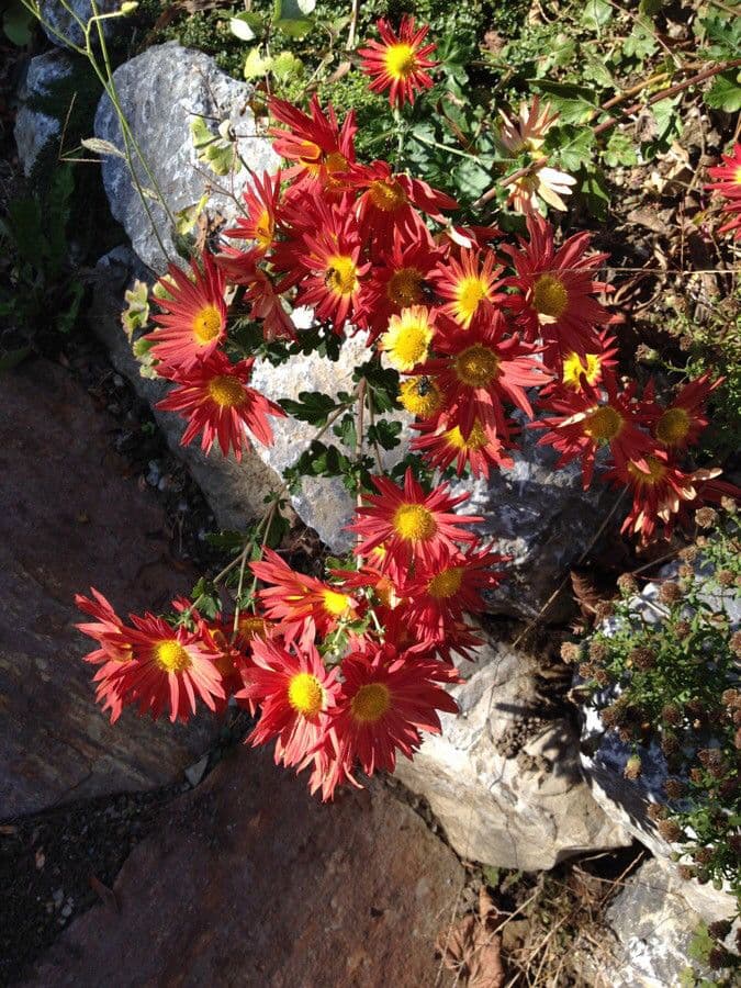 Tanacetum coccineum marguerite persane avec fleurs rouge-rose vif et feuillage finement divise