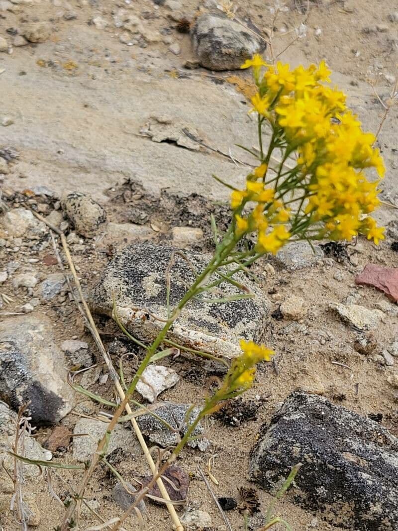 Gutierrezia sarothrae met gele bloemen op droge steppe