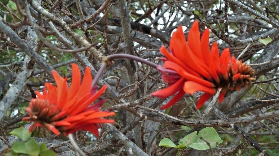 Rode bloemen van de Erythrina caffra kaffirboom