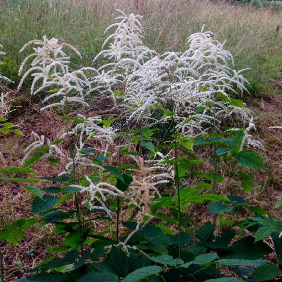 Barbe de bouc en fleur, avec ses épis plumeux blancs au-dessus d’un feuillage dense et vert foncé