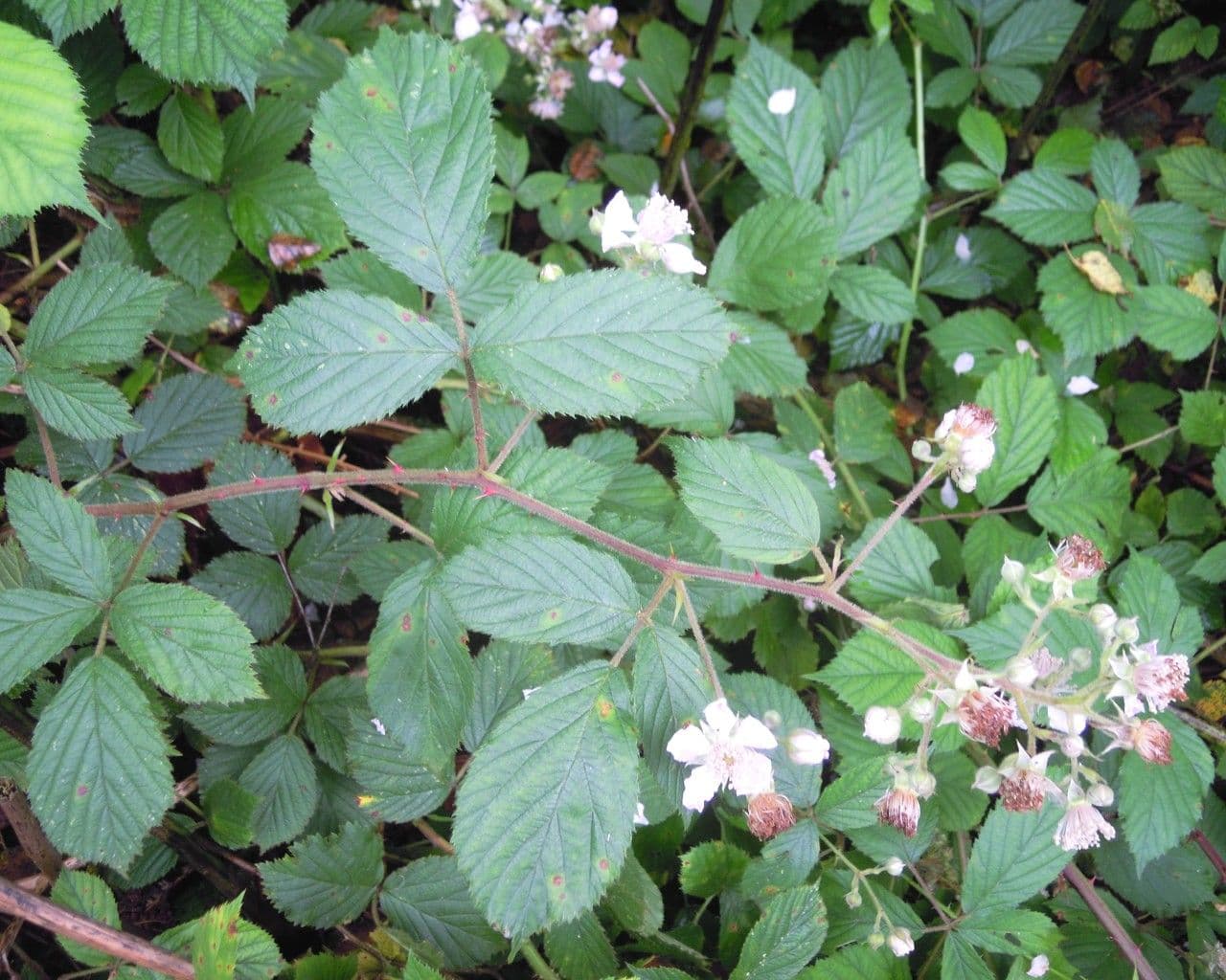 Rubus albionis mit rosa Blueten und gruener Vegetation