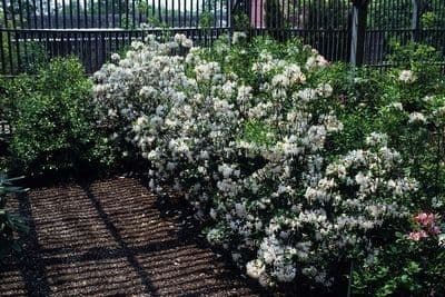 Azalee naine avec ses magnifiques fleurs pourpres en pleine floraison