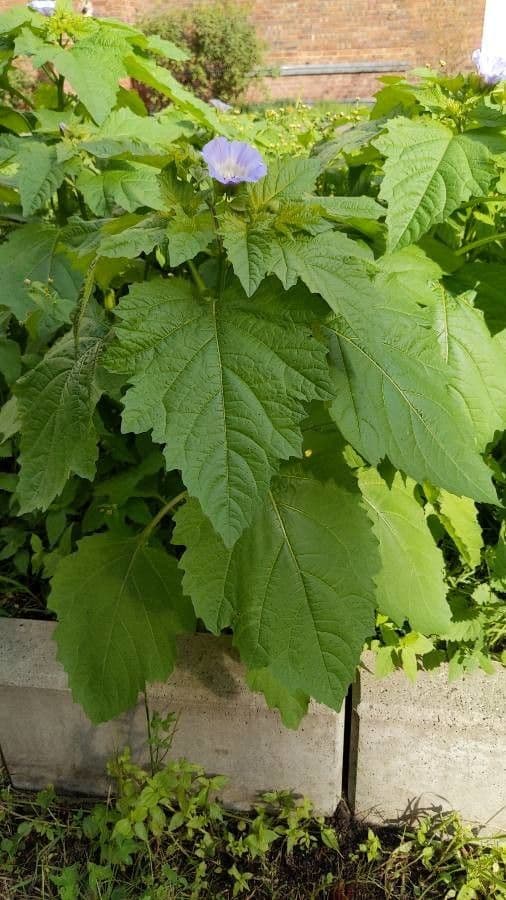 Paarse bloem van Nicandra physalodes met karakteristieke bladeren