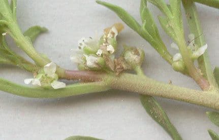 Lepidium coronopus avec feuillage fin et petites fleurs blanches