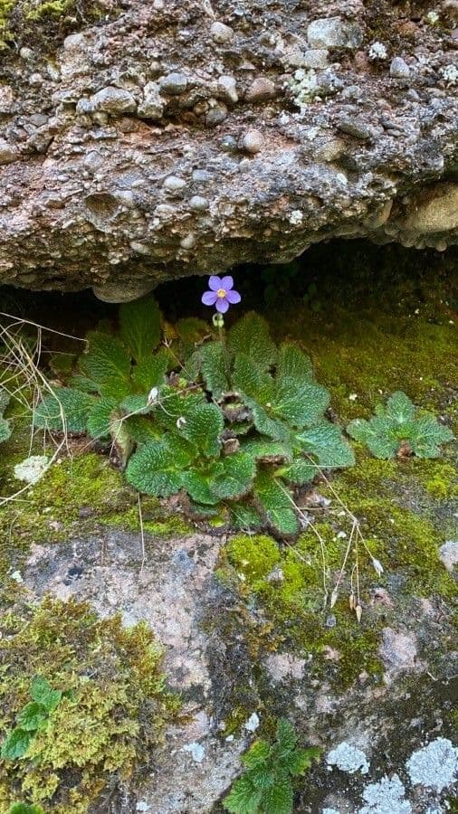 Ramonda myconi mit purpurfarbigen Bluten im naturlichen Lebensraum