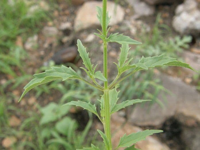 Salvia subincisa zaagkruid plant met groene bladeren en kleine bloemen