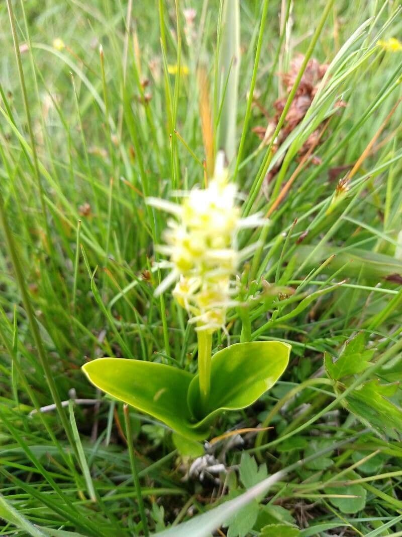 Loesel's twayblade (Liparis loeselii) with delicate yellow flowers