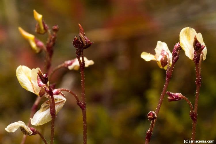 Lesser bladderwort with delicate yellow flowers and underwater foliage