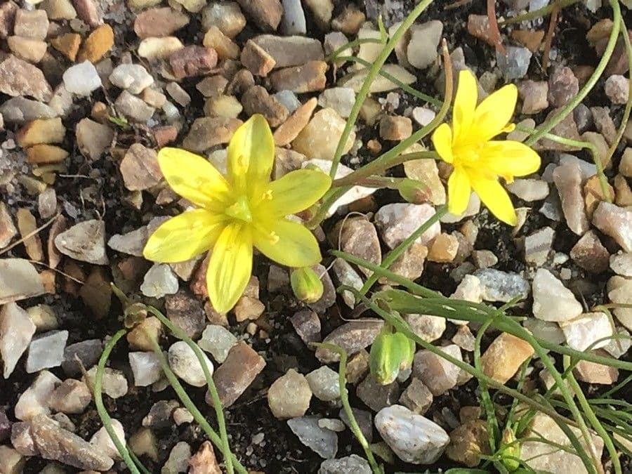 Gagea foliosa with yellow star-shaped flowers in its natural Mediterranean habitat