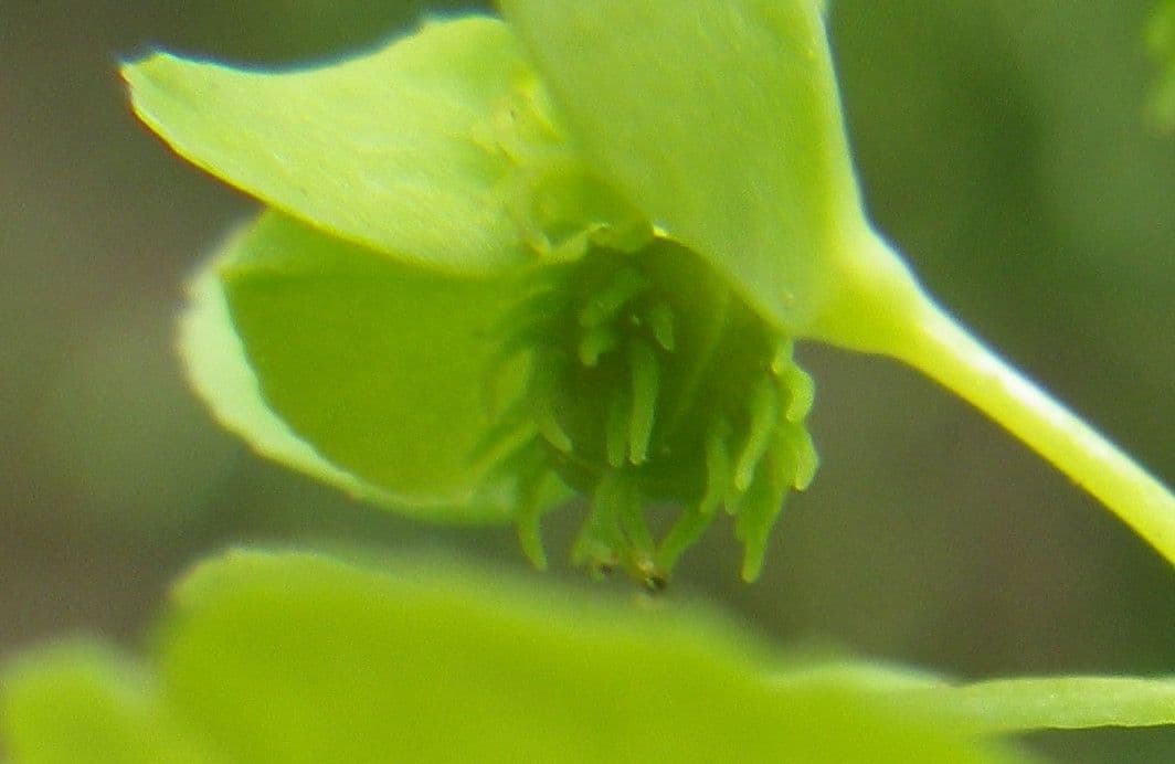 Euphorbia cuneifolia mit charakteristischen keilformigen Blattern