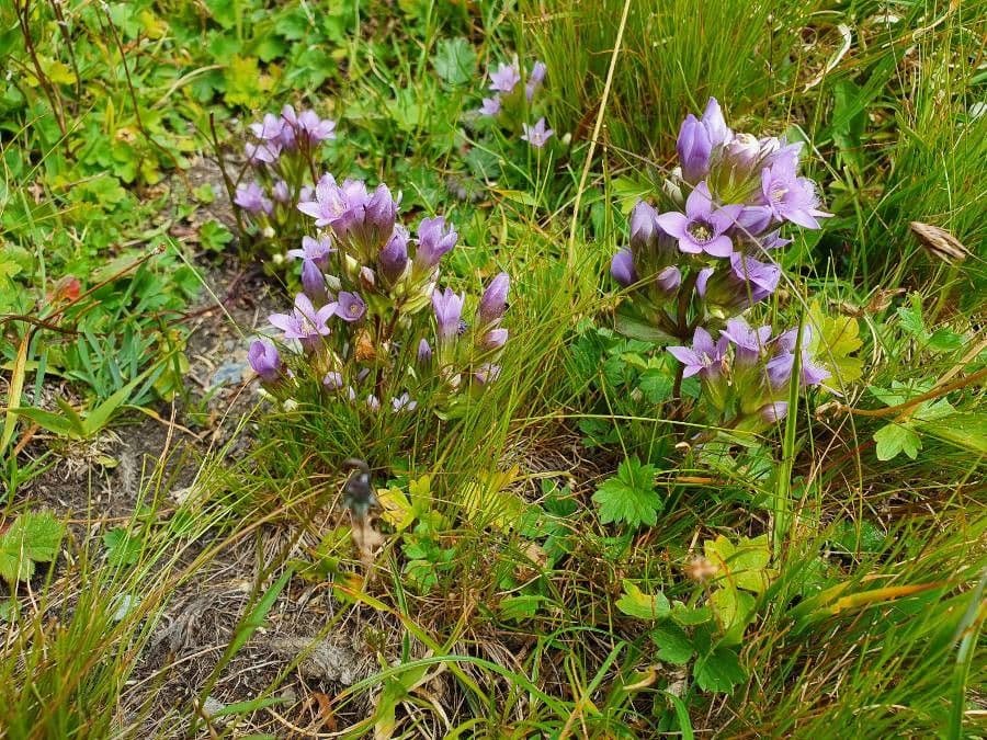 Gentianella ramosa met blauwe bloemen op een alpenweiland