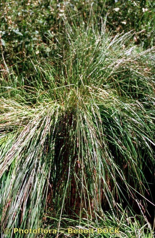 Rasen-Segge im lichten Waldsaum mit hellgrünen Horsten und dezenter Blüte im Mai