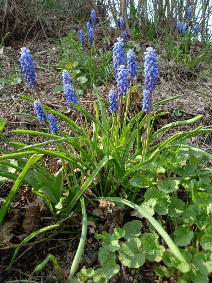 Clusters of deep blue Muscari armeniacum flowers in full bloom among early spring foliage