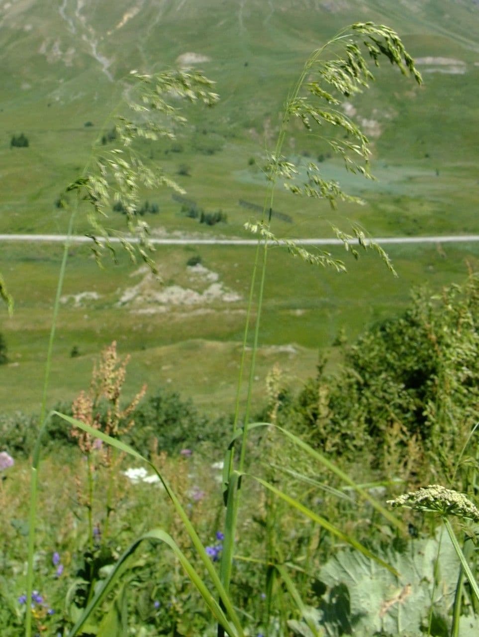 Poa chaixii paturin montagnard avec panicules vertes delicates