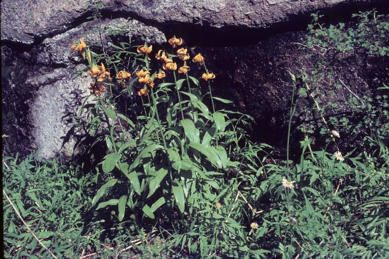 Kelley's lily with orange and red flowers in mountain habitat