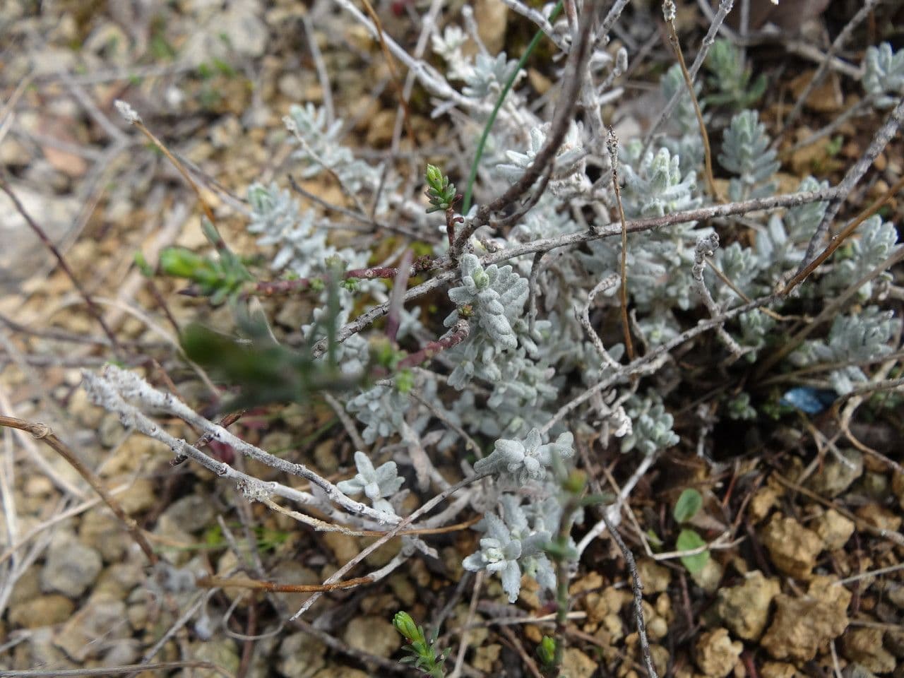 White flowers of Teucrium polium with silvery leaves in Mediterranean garden